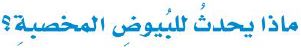 البيوض المخصبة